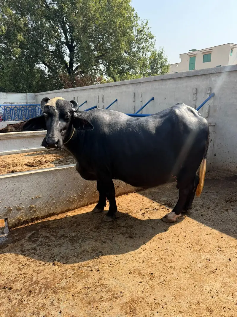 Buffalo Top Quality 10 se 15 din leti hai — photo 8