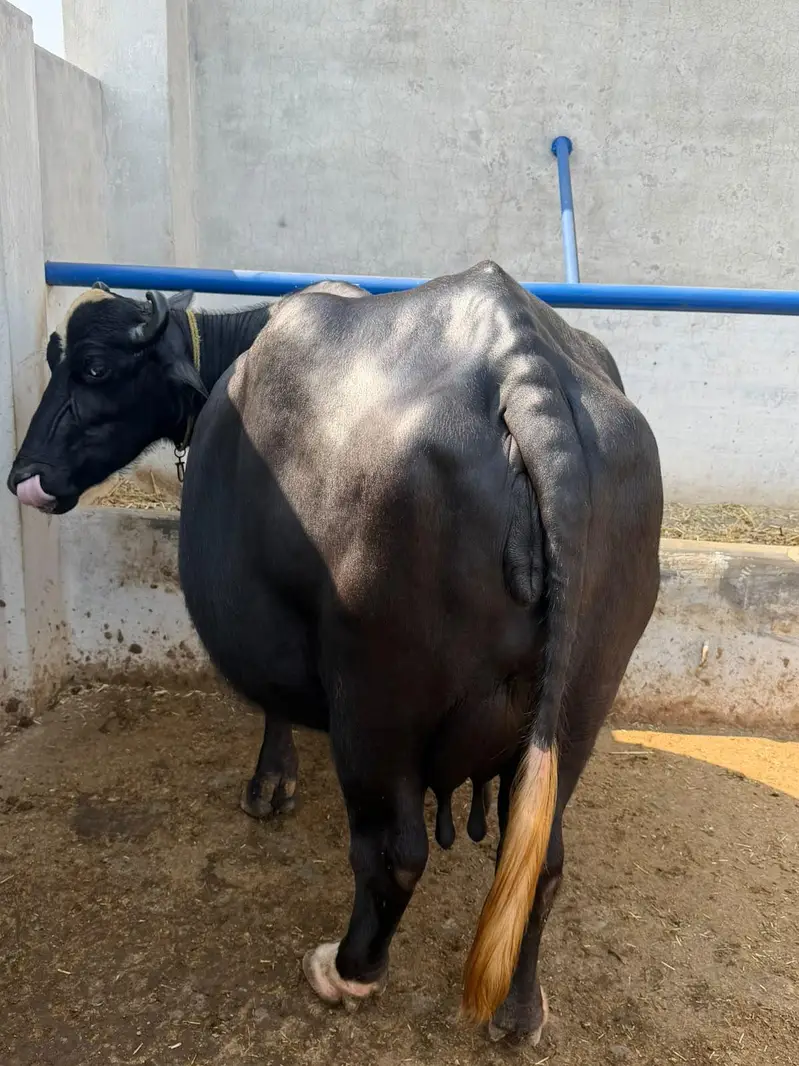 Buffalo Top Quality 10 se 15 din leti hai — photo 9