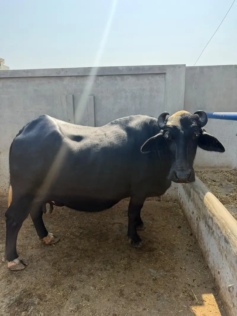 Buffalo Top Quality 10 se 15 din leti hai — photo 10