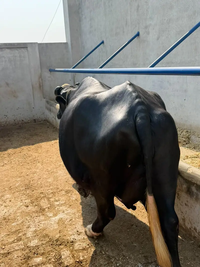 Buffalo Top Quality 10 se 15 din leti hai — photo 11