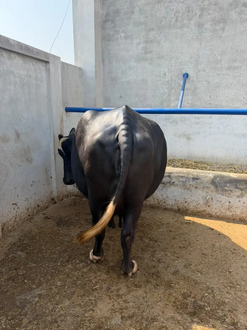 Buffalo Top Quality 10 se 15 din leti hai — photo 12