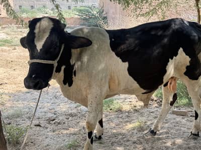 Crosse bull baby bull cow for sale