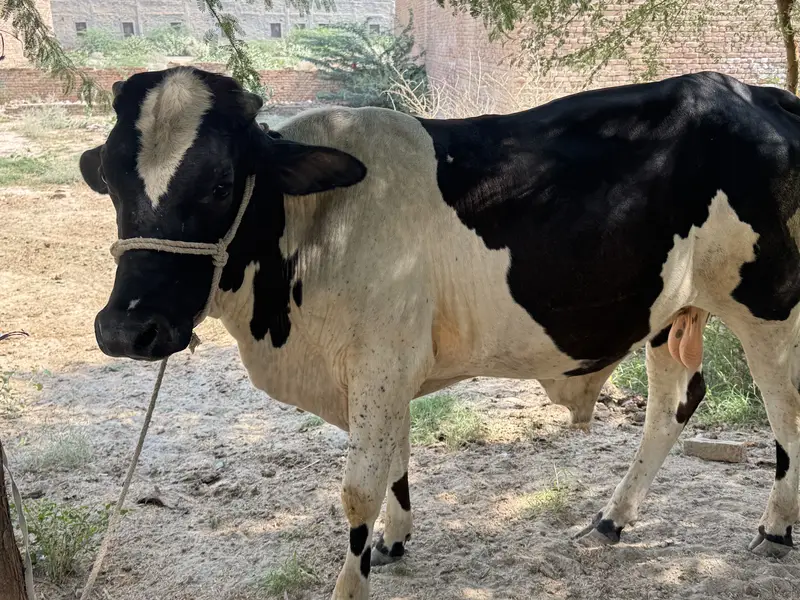 Crosse bull baby bull cow for sale