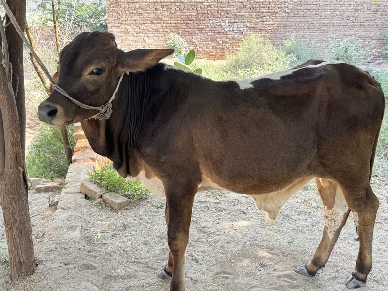 Crosse bull baby bull cow for sale — photo 2