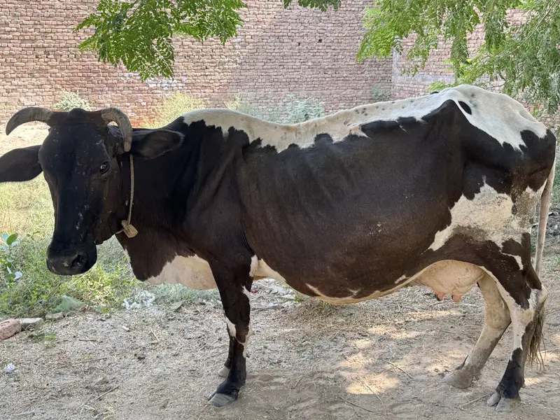 Crosse bull baby bull cow for sale — photo 3