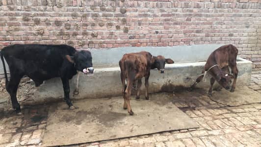 Wachay | Bulls | Cows for Sale