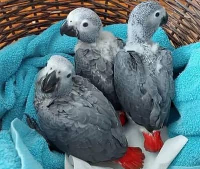 African grey parrot chicks for sale ( 03160327040)