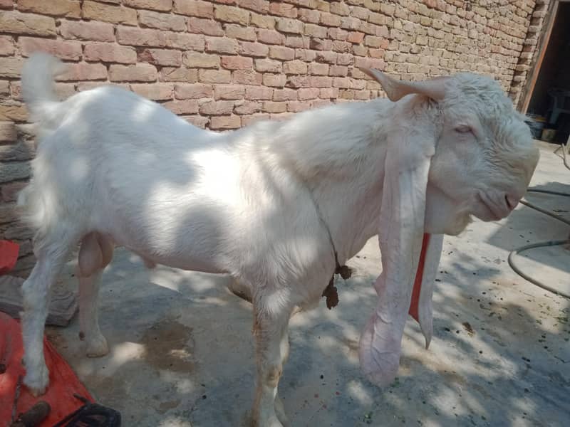 goats 1