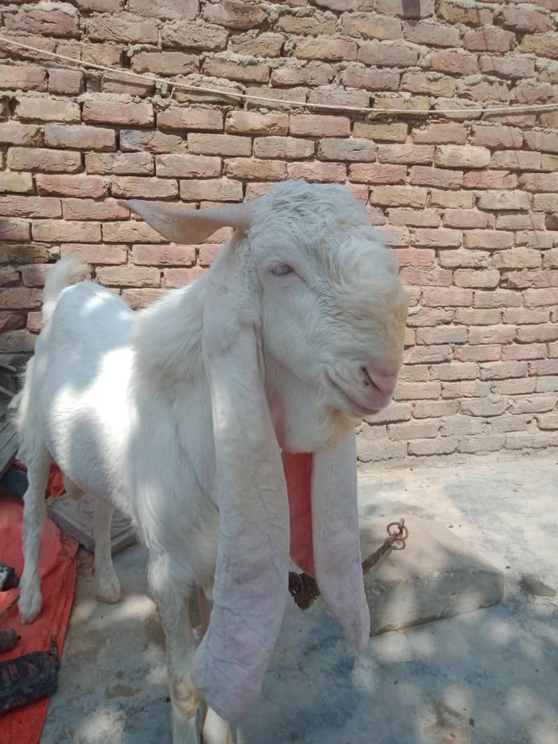 goats 2