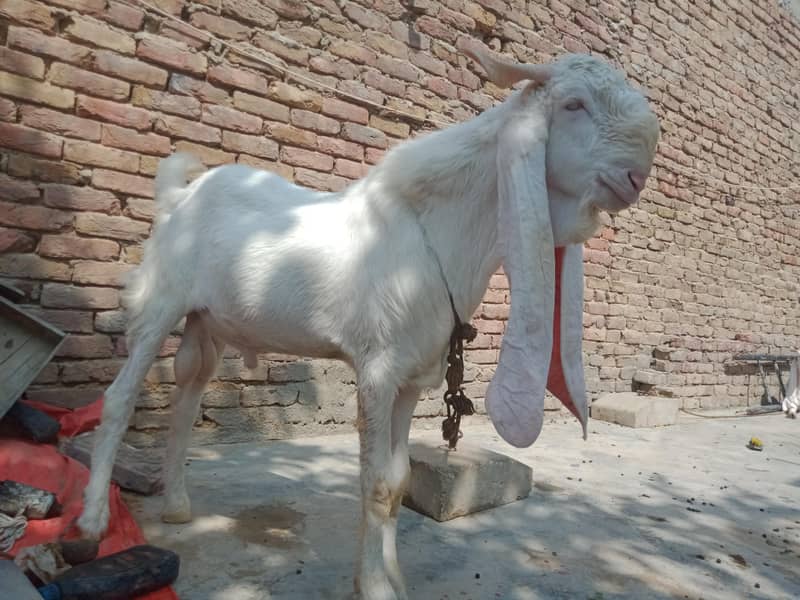 goats 3