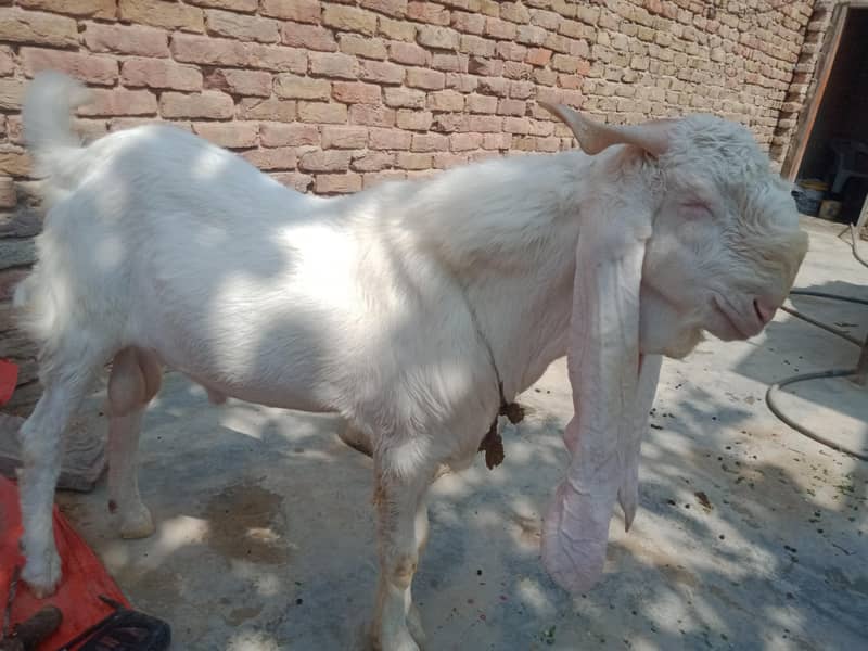 goats 4