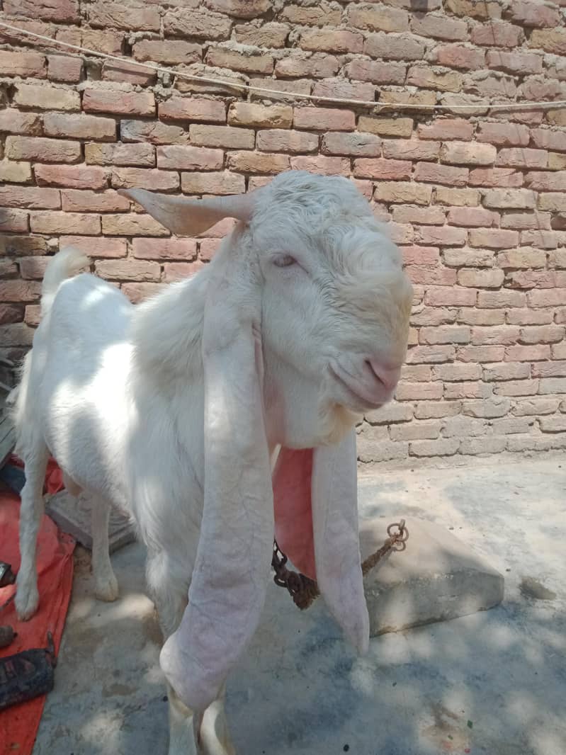 goats 5