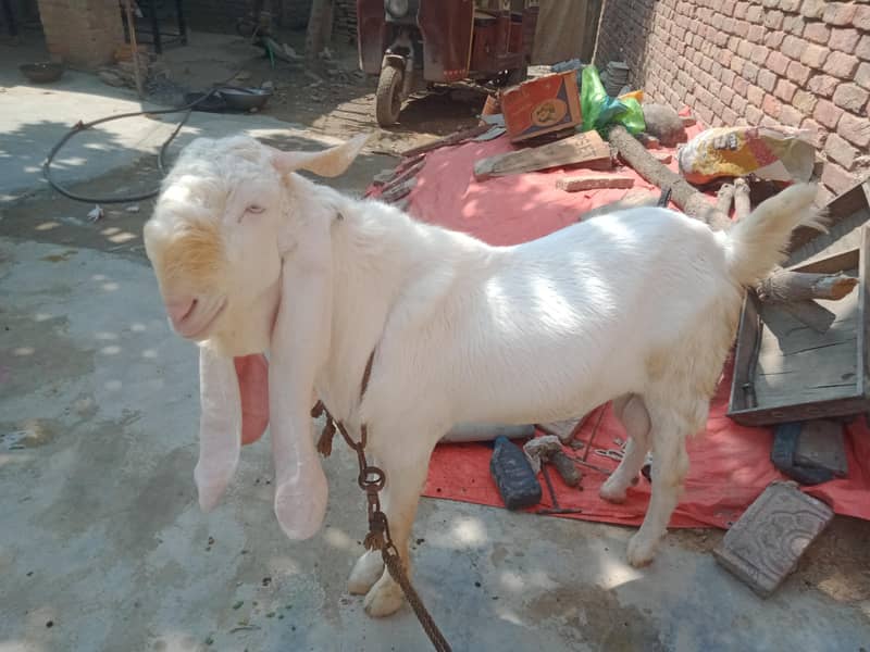goats 6