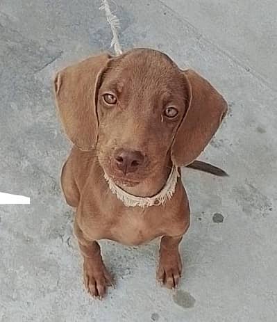 German Pointer female puppy