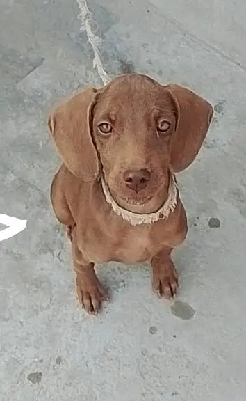 German Pointer female puppy — photo 2
