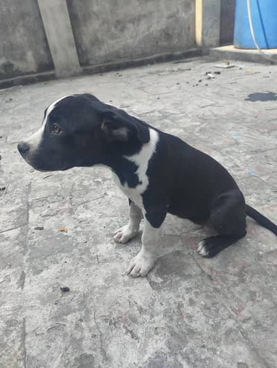 Name  dog seepdi