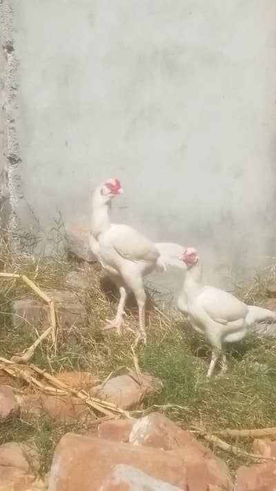 BREEDER PAIR