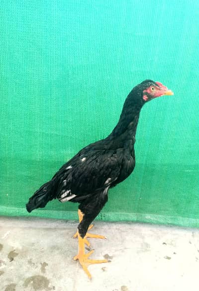 Aseel patha sale or exchange