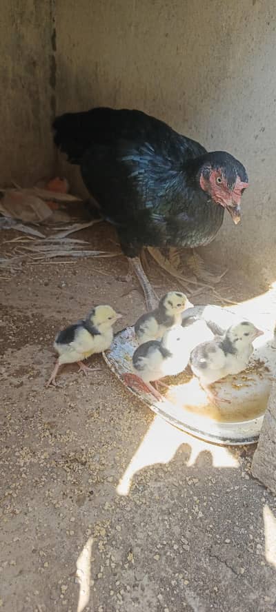 high quality black aseel female with chicks