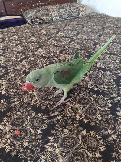 Raw Kashmiri Parrot 8 Month Age