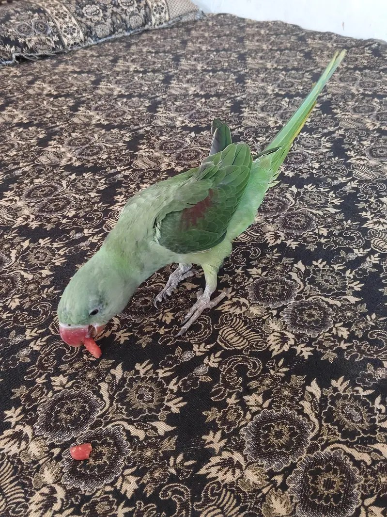 Raw Kashmiri Parrot 8 Month Age — photo 2