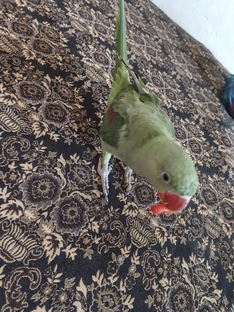 Raw Kashmiri Parrot 8 Month Age — photo 3
