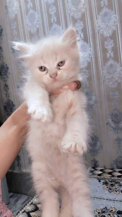 kittens for sale urgently