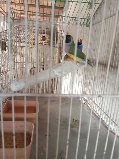 Goulidan finch breeder pair for sale.