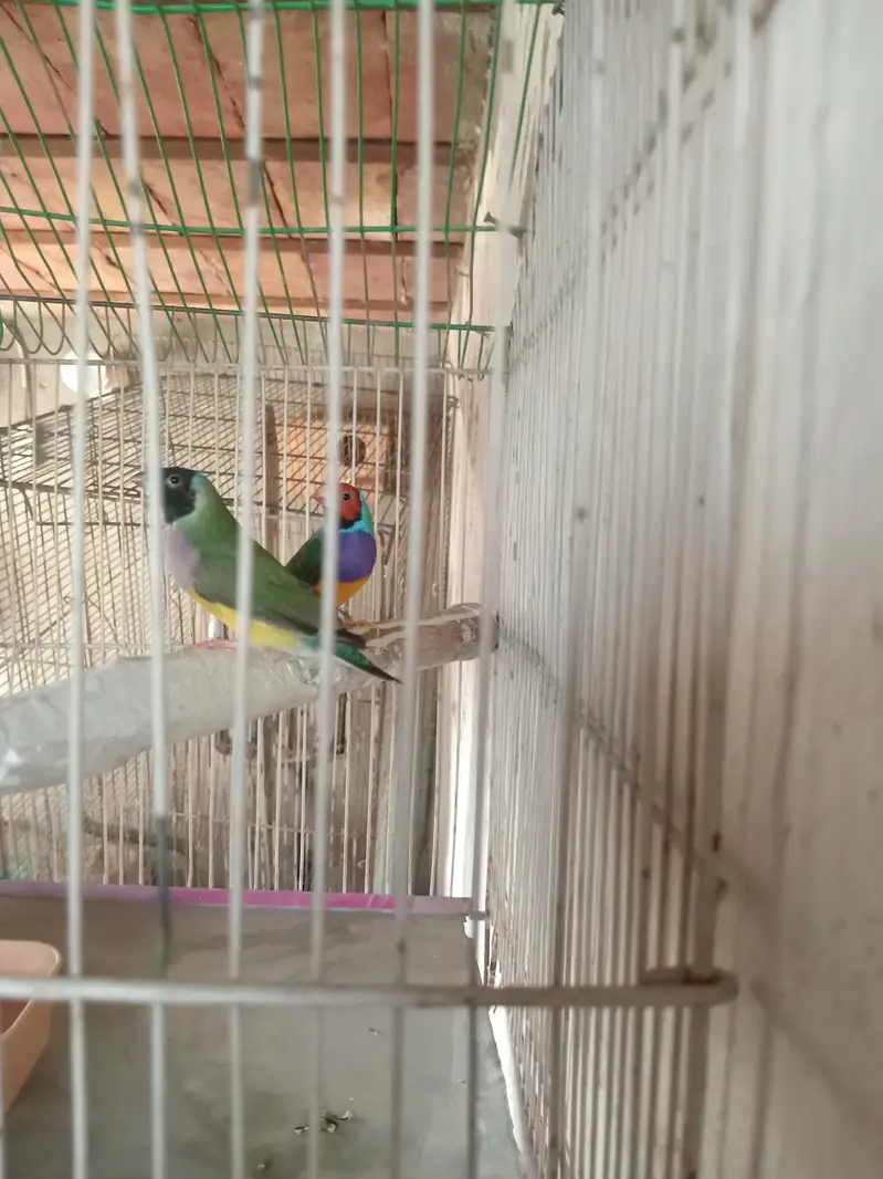 Goulidan finch breeder pair for sale. — photo 2