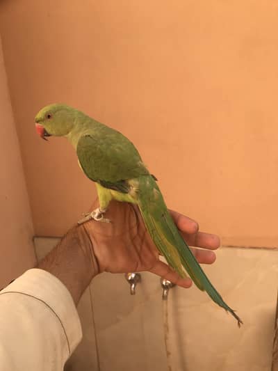 Ring neck parrot patha fully hand tamed zero bite