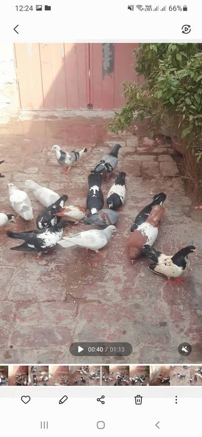Mix Sherazi Piegons