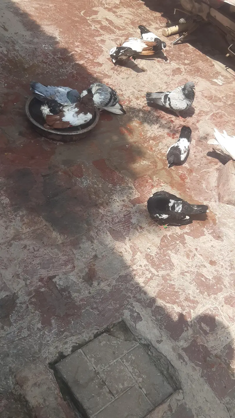 Mix Sherazi Piegons — photo 7