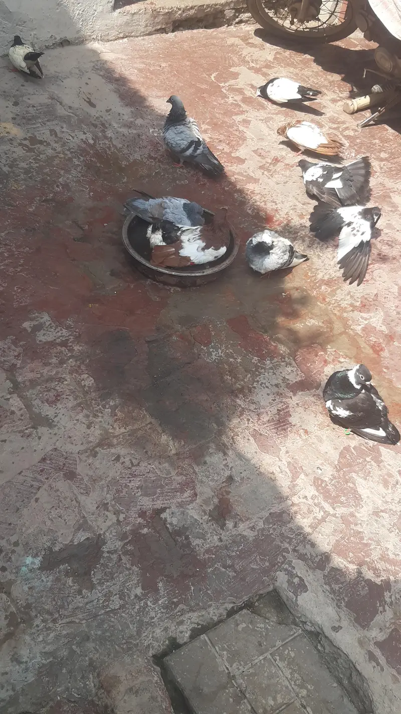Mix Sherazi Piegons — photo 9