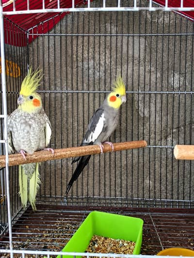 Healthy home breed pair of cockatiel