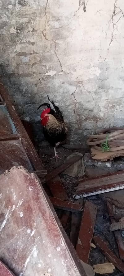 گولڈن ککڑ فور سیل اینڈ مصری ککڑ فور سیل