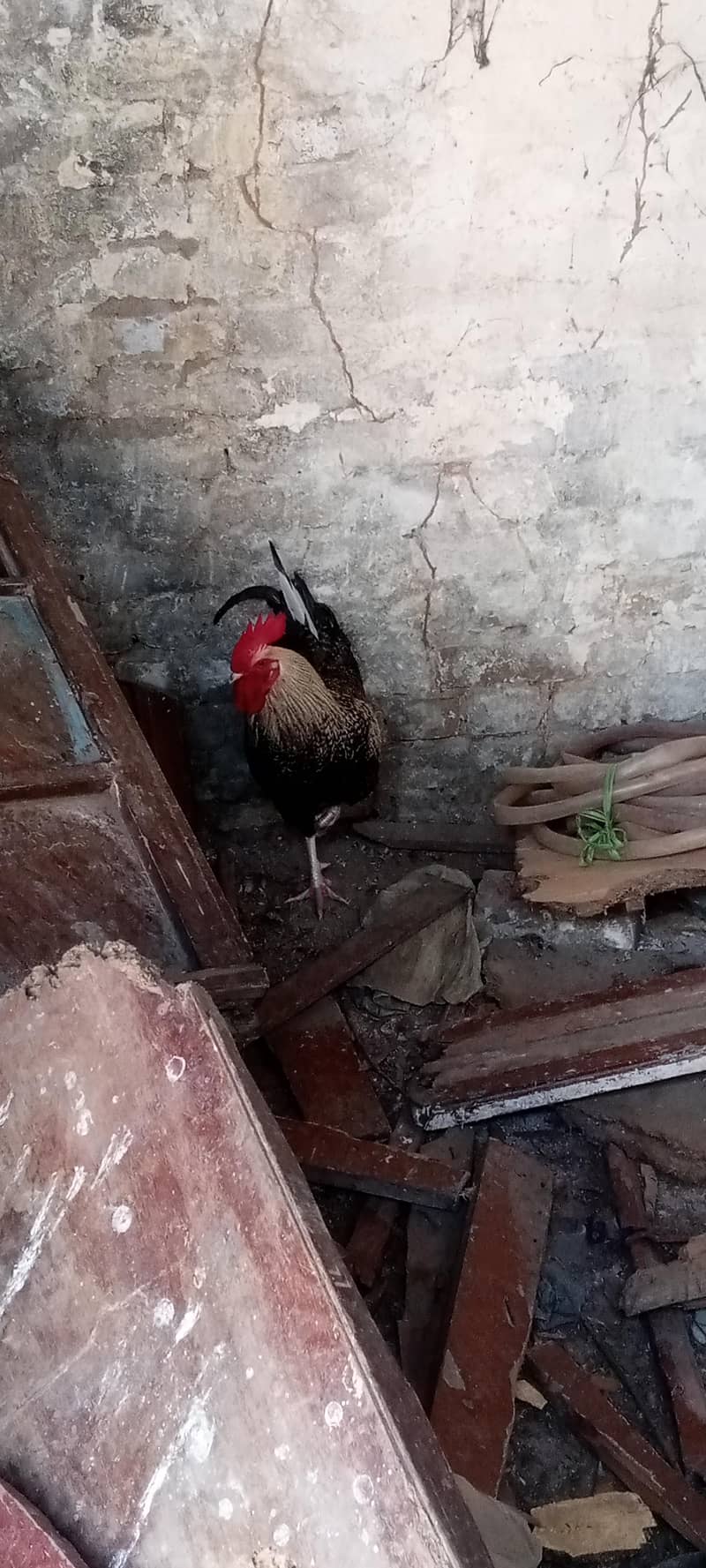 گولڈن ککڑ فور سیل اینڈ مصری ککڑ فور سیل 0