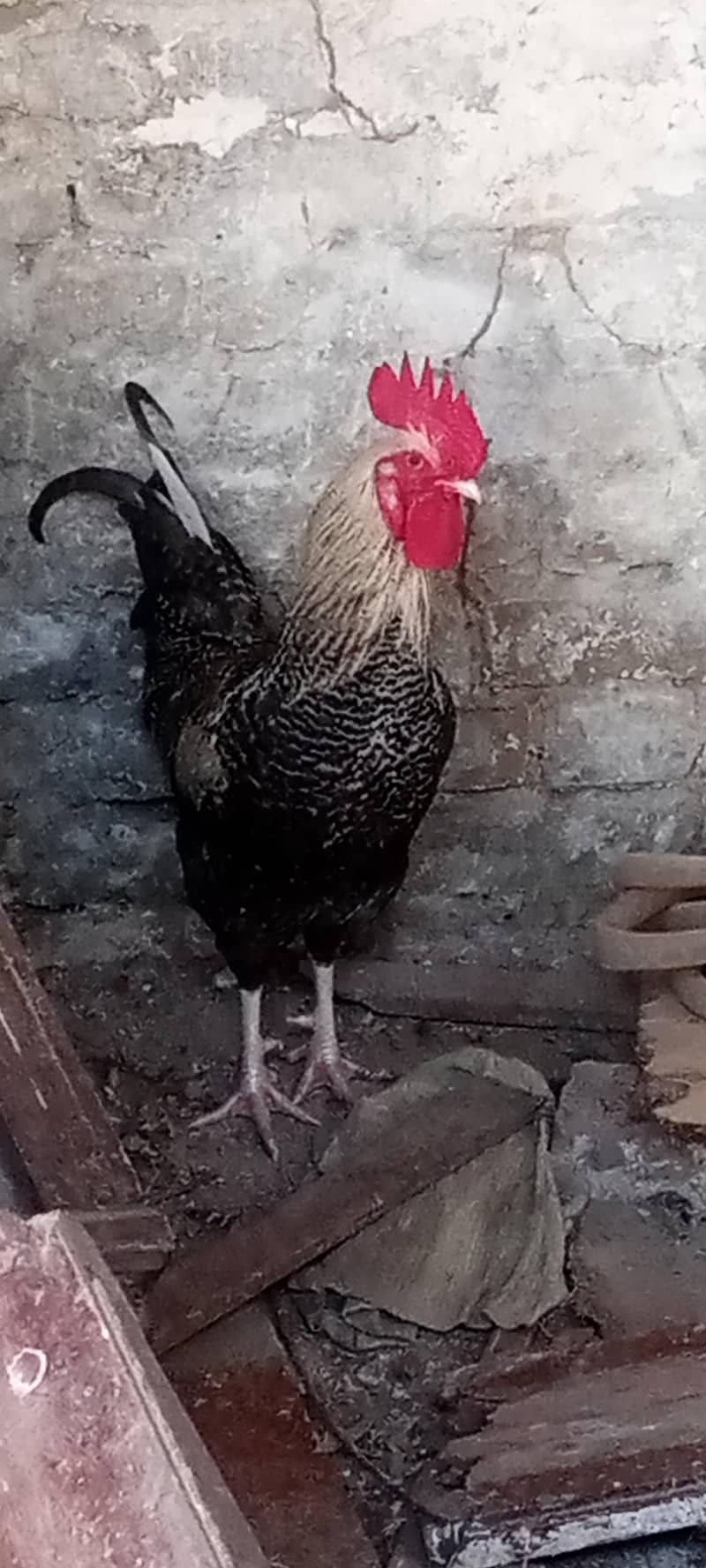 گولڈن ککڑ فور سیل اینڈ مصری ککڑ فور سیل 1