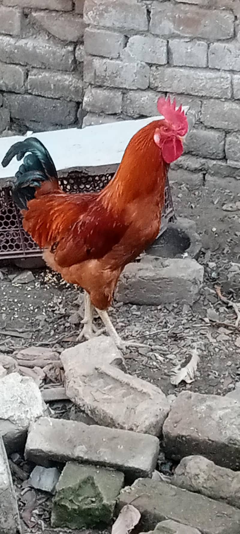 گولڈن ککڑ فور سیل اینڈ مصری ککڑ فور سیل 2