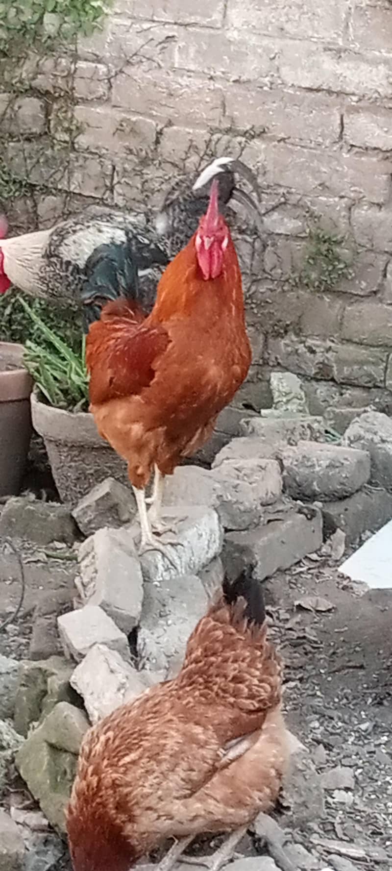 گولڈن ککڑ فور سیل اینڈ مصری ککڑ فور سیل 3