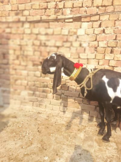 Amritsari beeatl top quality