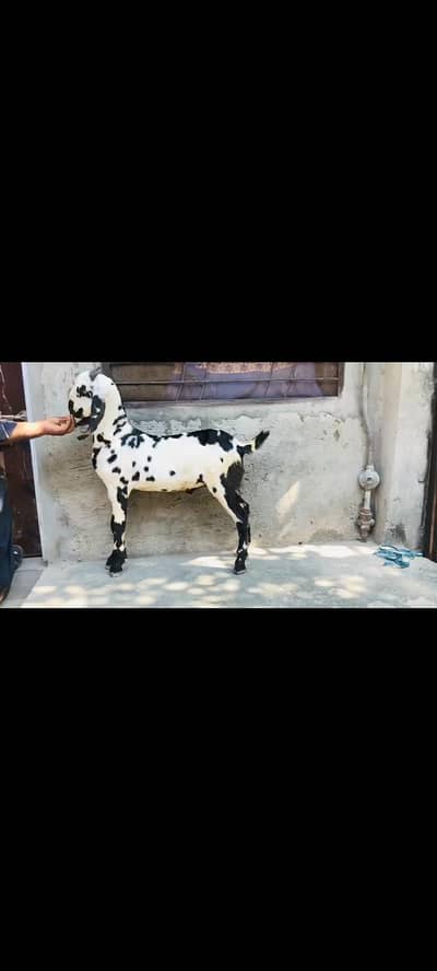 mashallah sehat mand mota taza Bakra age qurbani Kay leye