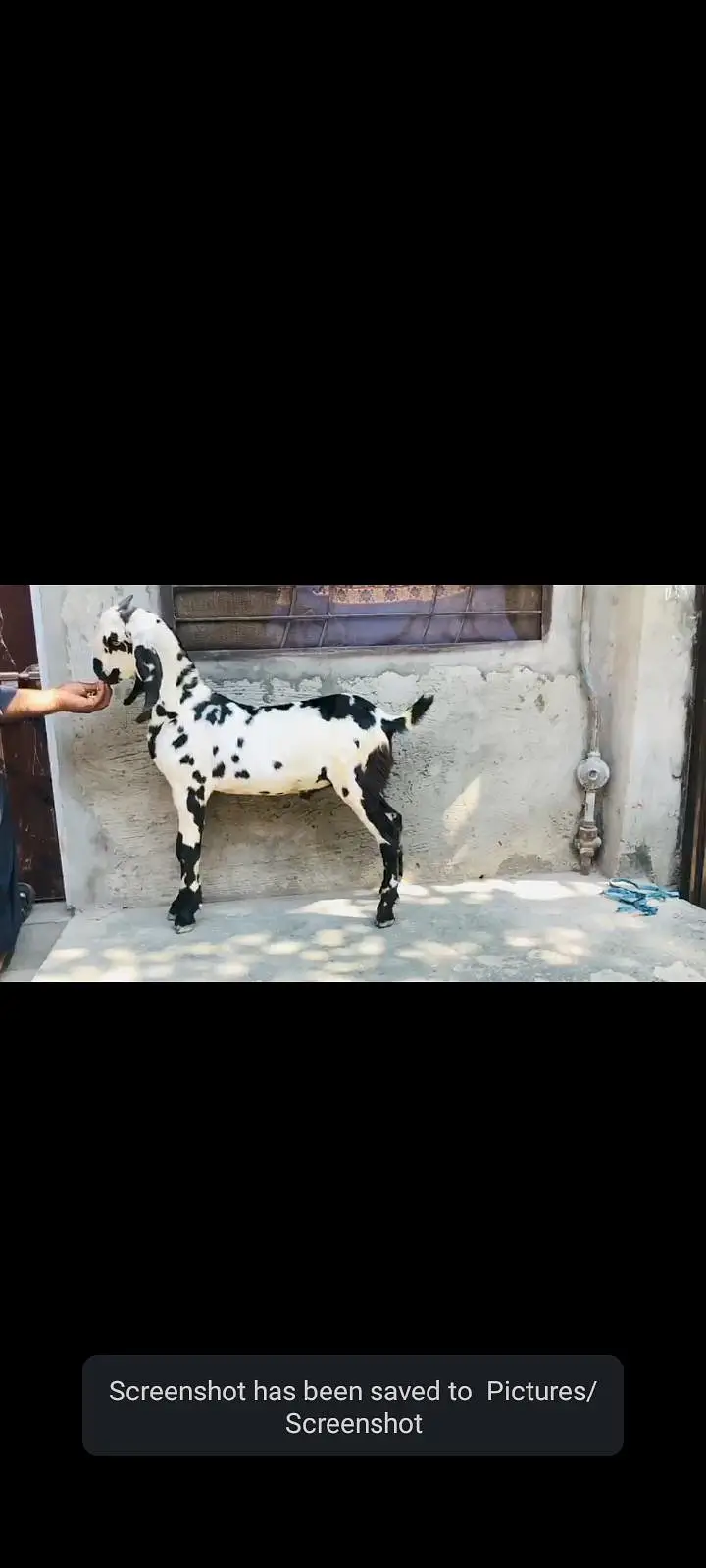 mashallah sehat mand mota taza Bakra age qurbani Kay leye — photo 2