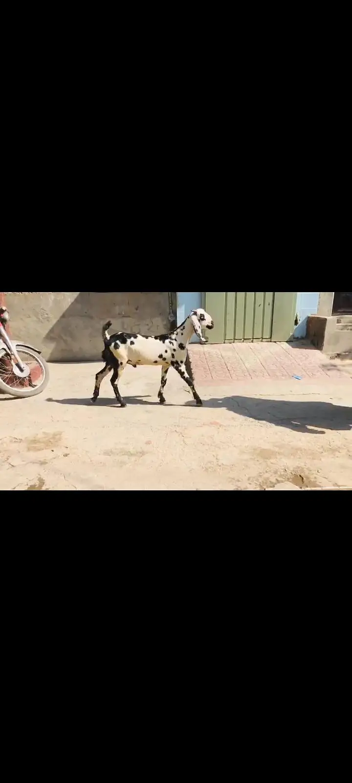 mashallah sehat mand mota taza Bakra age qurbani Kay leye — photo 3