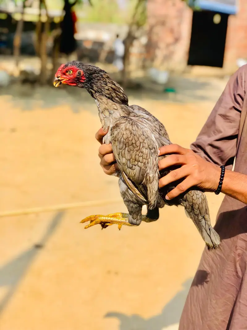 koi masla nai murgai ko slati colour hai — photo 2
