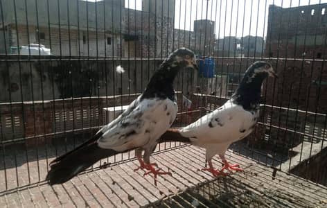 all birds