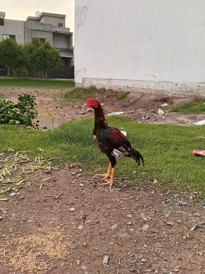 healthy active gar ka patha ha — photo 5