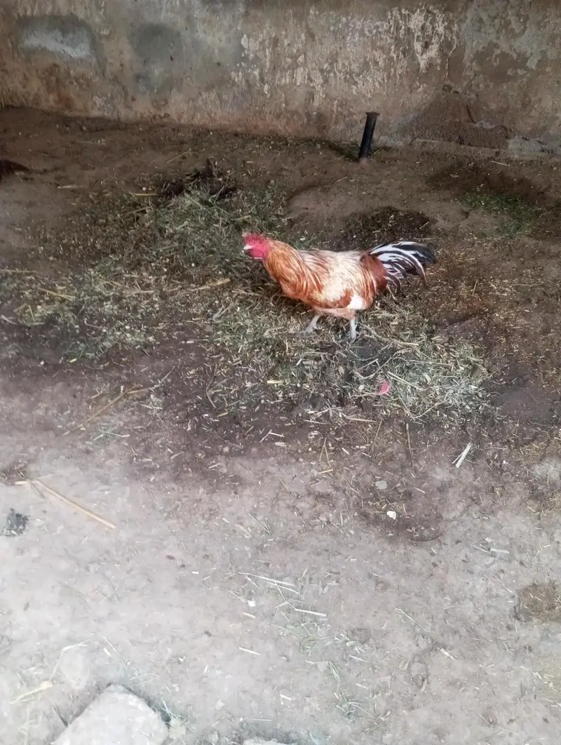 Murghy forsale — photo 3