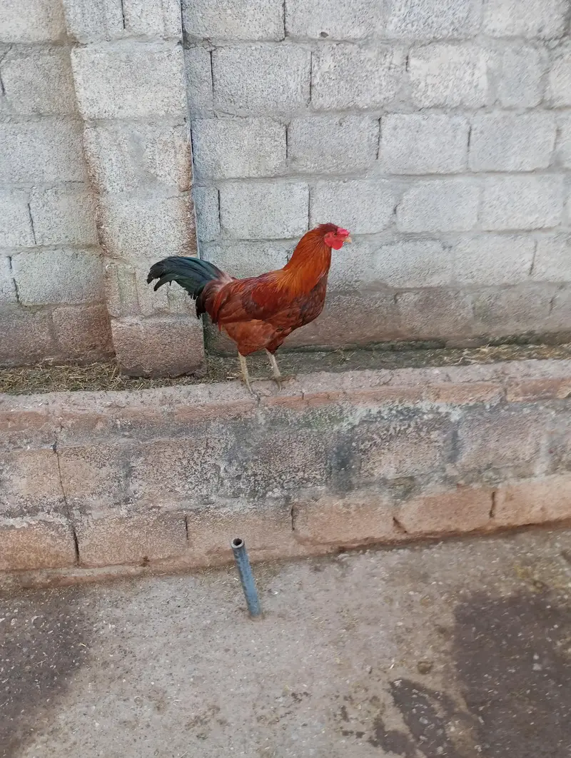 Murghy forsale — photo 6