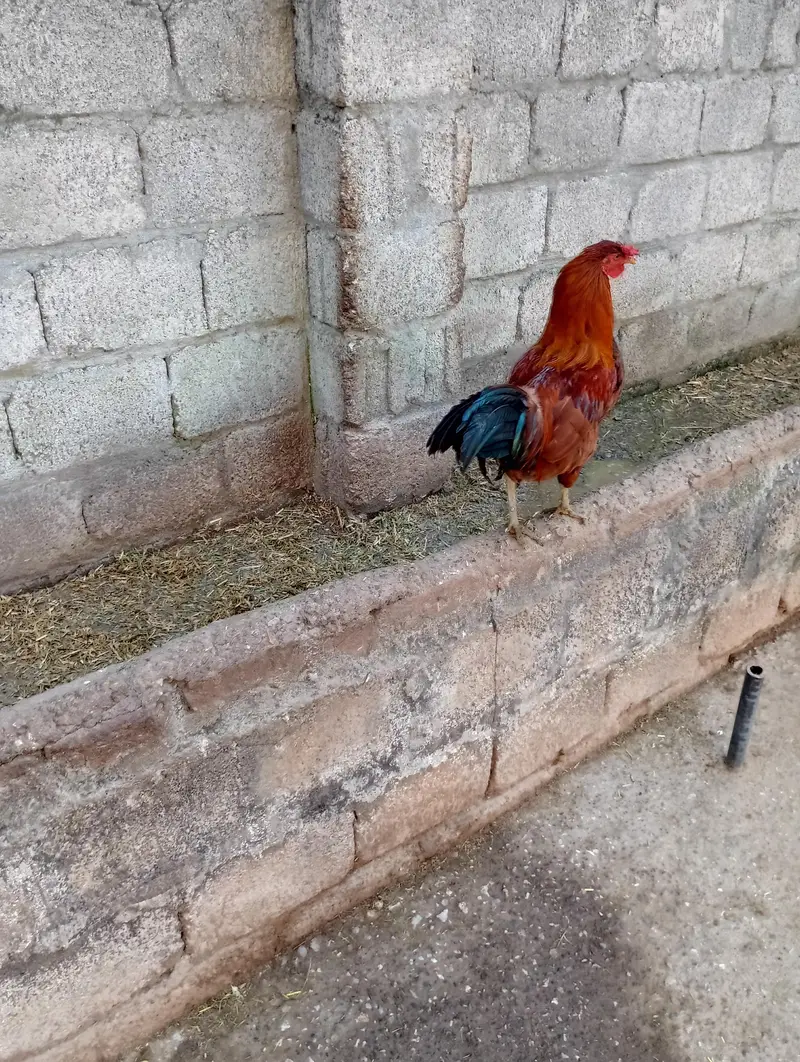 Murghy forsale — photo 7