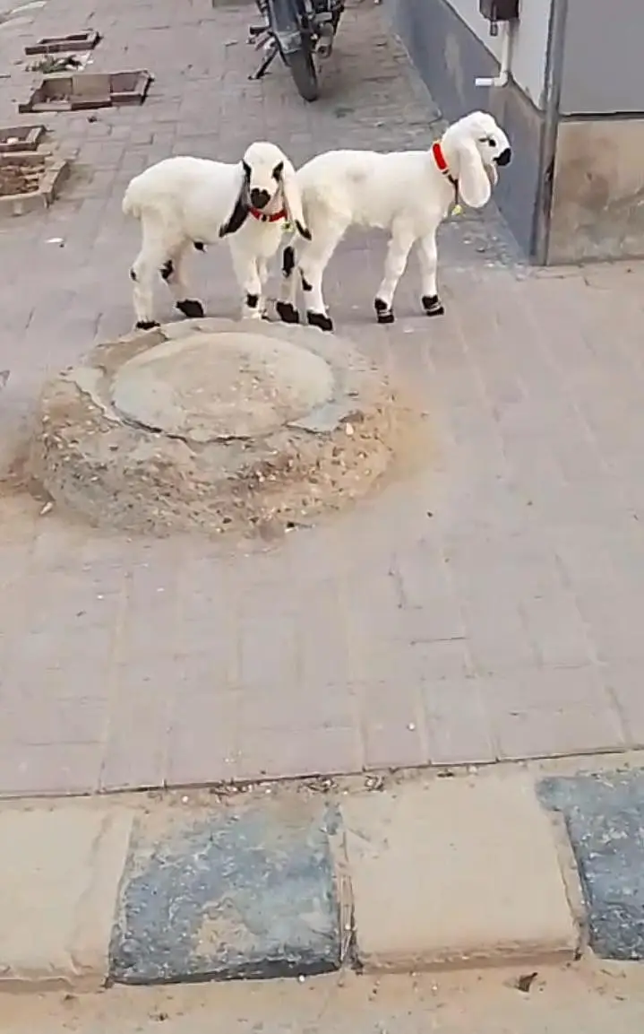 2 chaki waly dumbay